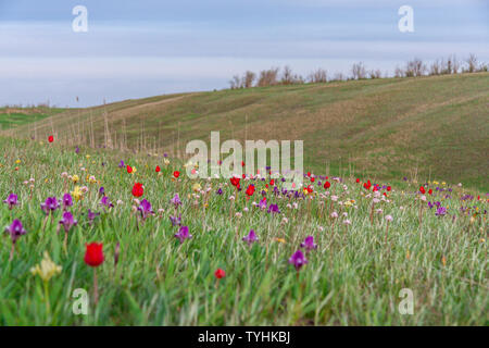 Die malerische Frühling blühende wilder Zwerg Tulpen in der Kalmückischen Steppe. Schöne zerbrechliche Blumen unter dem Schutz von Russland. Stockfoto