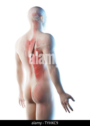 3D-Darstellung eines mans Muskeln der Rückseite Stockfoto