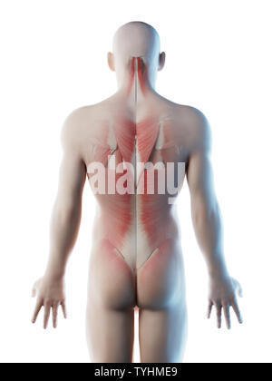 3D-Darstellung eines mans Muskeln der Rückseite Stockfoto