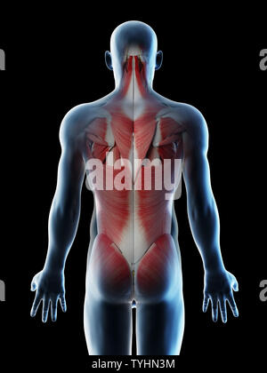 3D-Darstellung eines mans Muskeln der Rückseite Stockfoto
