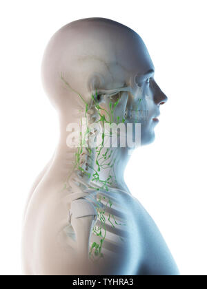 3D-Darstellung eines mans Lymphknoten des Halses Stockfoto