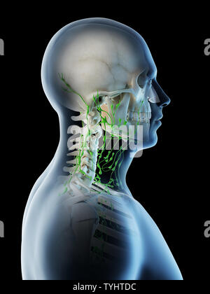 3D-Darstellung eines mans Lymphknoten des Halses Stockfoto