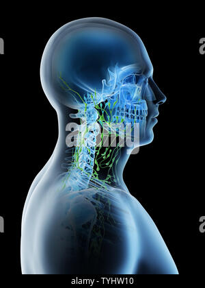 3D-Darstellung eines mans Lymphknoten des Halses Stockfoto