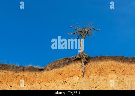 Lonely trockenen Baum auf einer Klippe, gegen den strahlend blauen Himmel Stockfoto