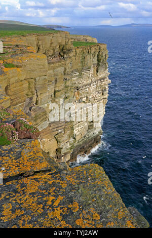 Blick auf Noup Head Klippen auf Westray Orkney Stockfoto