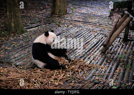 Panda essen Bambus bei Giant Panda in Chengdu, Sichuan Stockfoto