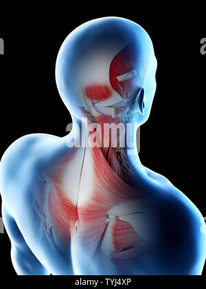 3D-Darstellung eines Mans muskulösen Rücken und Nacken Stockfoto