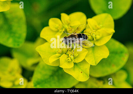 Eine weibliche Eristalis nemorum-Schwebfliege auf der Blüte eines Kissenspurgen (Euphorbia epithymoides) Stockfoto