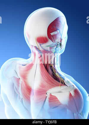 3D-Darstellung eines Mans muskulösen Rücken und Nacken Stockfoto