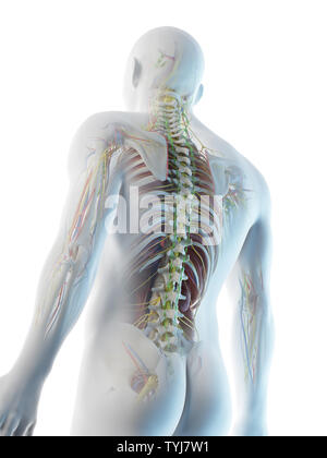 3D-Darstellung eines mans Anatomie Stockfoto