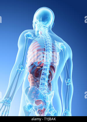 3D-Darstellung eines mans Organe Stockfoto