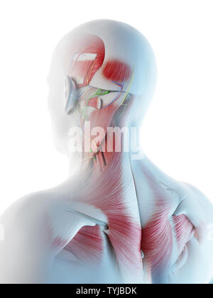 3D-Darstellung eines Mans muskuläre Anatomie im Kopf- und Halsbereich Stockfoto