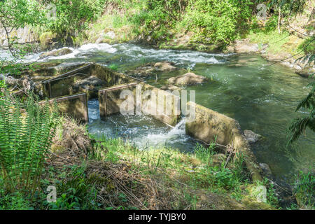 Eine Ansicht einer Fischtreppe hinter Tumwater fällt im Staat Washington. Stockfoto