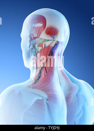 3D-Darstellung eines Mans muskuläre Anatomie im Kopf- und Halsbereich Stockfoto