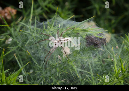 Weibliche Baumschule Web Spider (Pisaura mirabilis) Bewachung Ihr Spiderlings Stockfoto