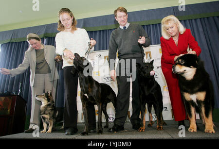 Elche (L), ein schwedischer Vallhund mit Besitzer Kerstin Ottman, Jeff (2 l), ein Plott, mit seinem Assistenten handler Kristen Looney, Uros (2. R), eine Beauceron mit seinem Besitzer Earl Karas, und Elche, eine Tibetische Mastiff mit Eigentümer Laurel Kain Unbekannter Photograph, werden als die vier neuen Rassen von Hunden, die in der Westminster Kennel Club Dog Show am 8. Februar 2008 in New York konkurrieren eingeführt. (UPI Foto/Monika Graff) Stockfoto