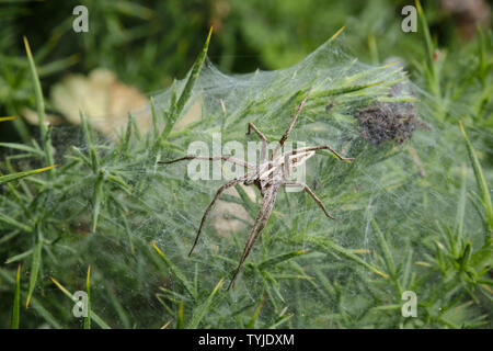 Weibliche Baumschule Web Spider (Pisaura mirabilis) Bewachung Ihr Spiderlings Stockfoto