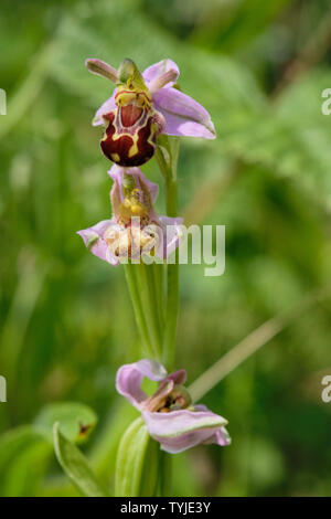 Bienen-ragwurz (Ophrys Apifera) wächst in einer stillgelegten Quary Site Stockfoto