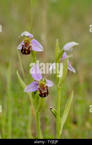 Bienen-ragwurz (Ophrys Apifera) wächst in einer stillgelegten Quary Site Stockfoto