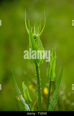 Wilde Karde (Dipsacus fullonum) In Bud Stockfoto