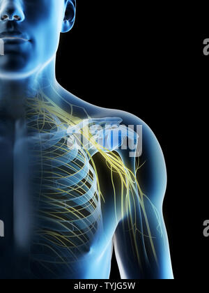 3D-Darstellung eines mans Nerven der Schulter Stockfoto