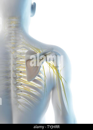 3D-Darstellung eines mans Nerven der Schulter Stockfoto
