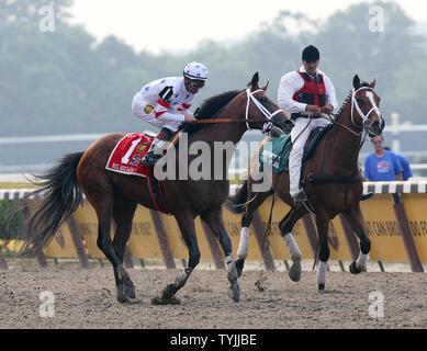 Große Braune Jockey Kent Desormeaux sieht auf großen Braunen nach dem Überqueren der Ziellinie. Da'Tara gewinnt die Belmont Stakes am Belmont Park in Elmont New York am 7. Juni 2008. Große Braune nicht das erste Pferd, um die Triple Crown gewinnen, da bekräftigte im Jahr 1978 gewonnen. (UPI Foto/John angelillo) Stockfoto