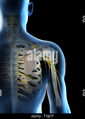 3D-Darstellung eines mans Nerven der Schulter Stockfoto