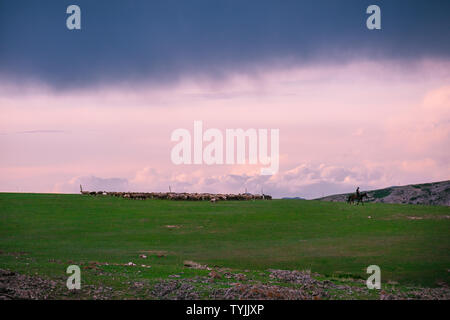 Spektakuläre Snowy Mountains und Wiese weide Landschaft Stockfoto