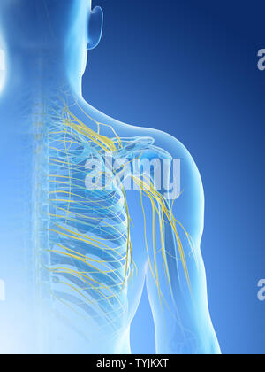 3D-Darstellung eines mans Nerven der Schulter Stockfoto