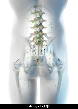 3D-Darstellung eines mans Lymphknoten im Beckenbereich Stockfoto