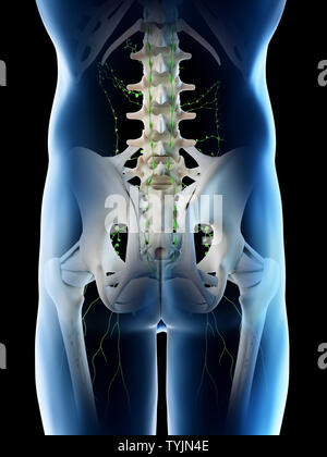 3D-Darstellung eines mans Lymphknoten im Beckenbereich Stockfoto