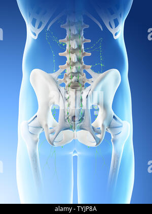 3D-Darstellung eines mans Lymphknoten im Beckenbereich Stockfoto