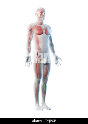 3D-Darstellung eines mans Anatomie Stockfoto