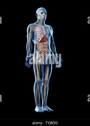 3D-Darstellung eines mans Anatomie Stockfoto