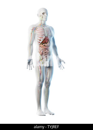 3D-Darstellung eines mans Anatomie Stockfoto