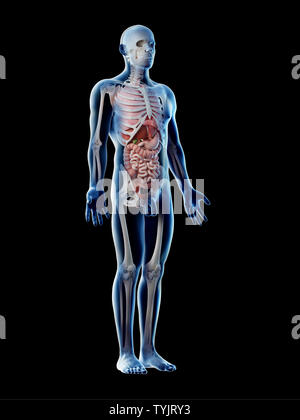 3D-Darstellung eines mans Organe Stockfoto