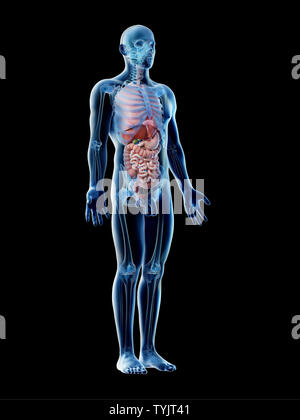 3D-Darstellung eines mans Organe Stockfoto