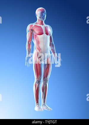 3D-Darstellung eines mans Anatomie Stockfoto