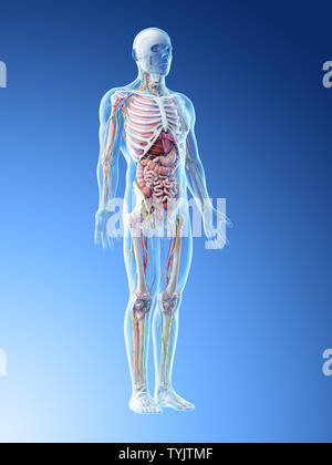 3D-Darstellung eines mans Anatomie Stockfoto