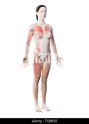 3D-Darstellung der weiblichen Anatomie Stockfoto