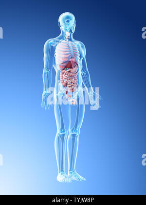 3D-Darstellung eines mans Organe Stockfoto