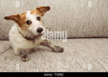 PORTRAIT LUSTIG HUND Unfug. DIRTY JACK RUSSELL SPIELEN AUF SOFA mit SCHLAMMIGEN PFOTEN UND SCHULDIG, Ausdruck. Stockfoto