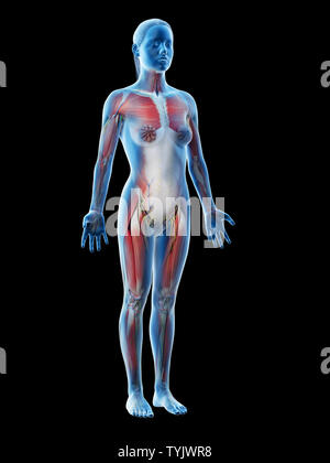 3D-Darstellung der weiblichen Anatomie Stockfoto