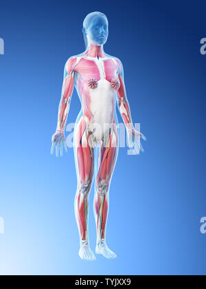 3D-Darstellung der weiblichen Anatomie Stockfoto