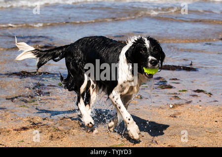 Chupa der Border Collie und Spaniel kreuz Rasse läuft mit Tennis, nachdem aus dem Wasser zu Helens Bay Strand in Nordirland zu kommen. Stockfoto