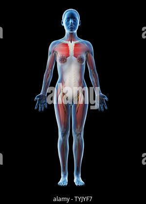 3D-Darstellung der weiblichen Anatomie Stockfoto