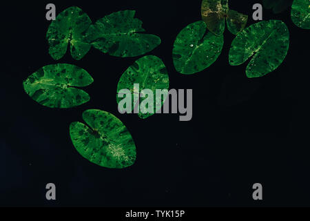 Lilypads auf dem Wasser. Wunderschöne Seerosen grün Ansicht von oben. Grosse natürliche organische Lotus verlässt. Dunkler, tiefer See und Teich. Einfache Tapeten, Hintergrund. Floating Lily Pads. Bunte naturalistische Schönheit Stockfoto