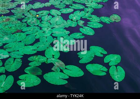 Lilypads auf dem Wasser. Wunderschöne Seerosen grün Ansicht von oben. Grosse natürliche organische Lotus verlässt. Dunkler, tiefer See und Teich. Einfache Tapeten, Hintergrund. Floating Lily Pads. Bunte naturalistische Schönheit Stockfoto