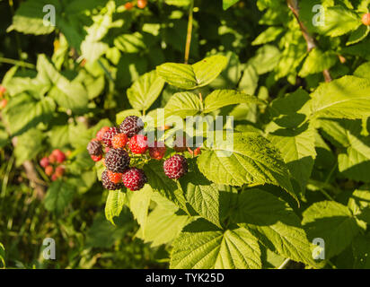 Reife und Unreife Brombeere auf einem Busch mit selektiven Fokus, an einem sonnigen Sommertag im Garten, das Konzept der wachsende organische Beeren. Stockfoto